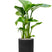 Plantenwinkel Plant in Pot Strelitzia Nicolai 85 cm kamerplant in