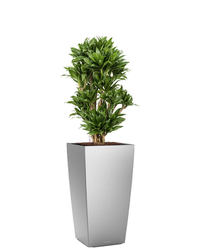 Fleur.nl  Dracaena Compacta in watergevende Cubico zilver