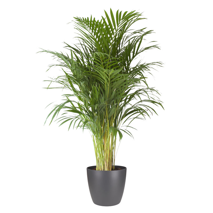 Flora@Home | Areca Palm ELHO ® Pure Round (Antraciet)