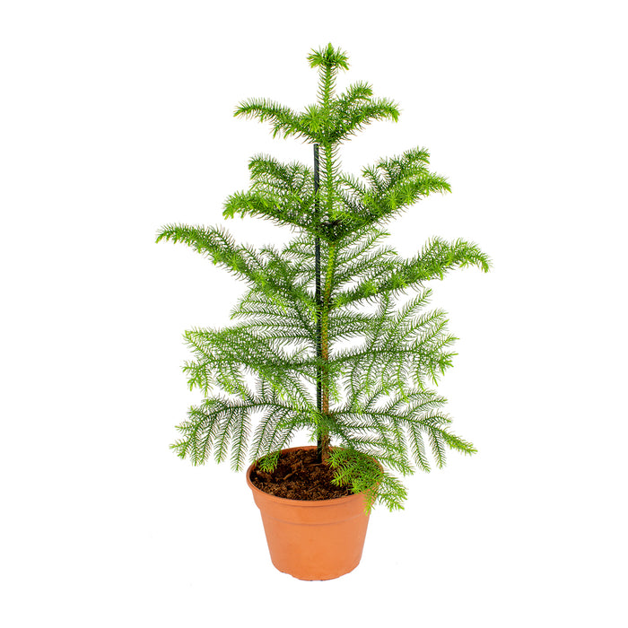 Bloomique - Apenboom - Araucaria - ⌀ 15 cm - ↕ 50 cm
