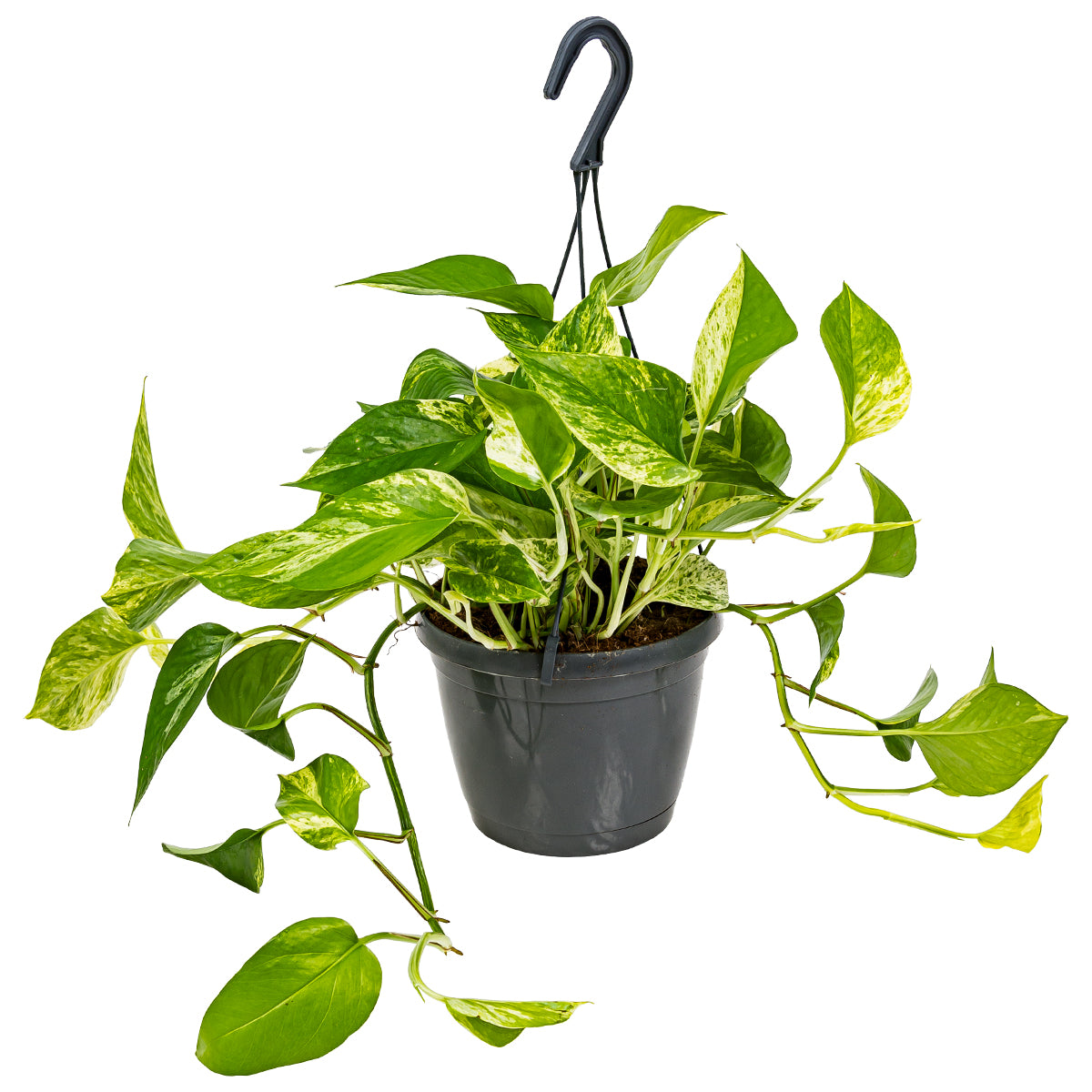 Bloomique - Scindapsus Marble Queen – ⌀17 cm - ↕35-45 cm
