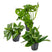Bloomique - 3x Botanische Kamerplanten Mix – ⌀12 cm - ↕20-25 cm