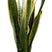 Elho Sansevieria Laurentii in Elho pot