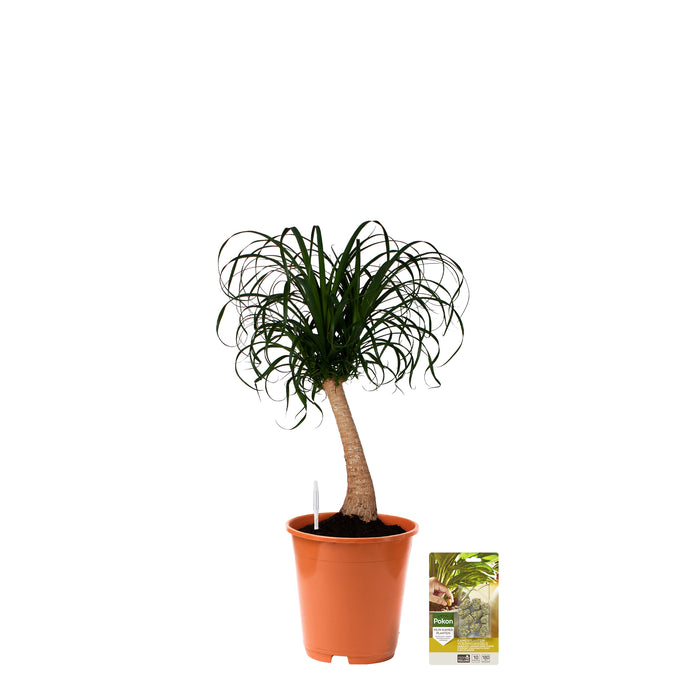 Pokon Olifantspoot incl. watermeter en voeding ↕80 cm