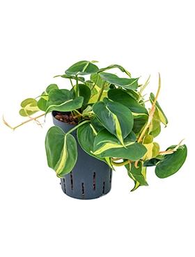 Plantenwinkel Philodendron grand brasil hydrocultuur hangplant