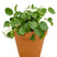 Fleurdirect Pilea in Terra Cotta pot