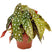 Plantenwinkel Begonia maculata stippenplant S kamerplant