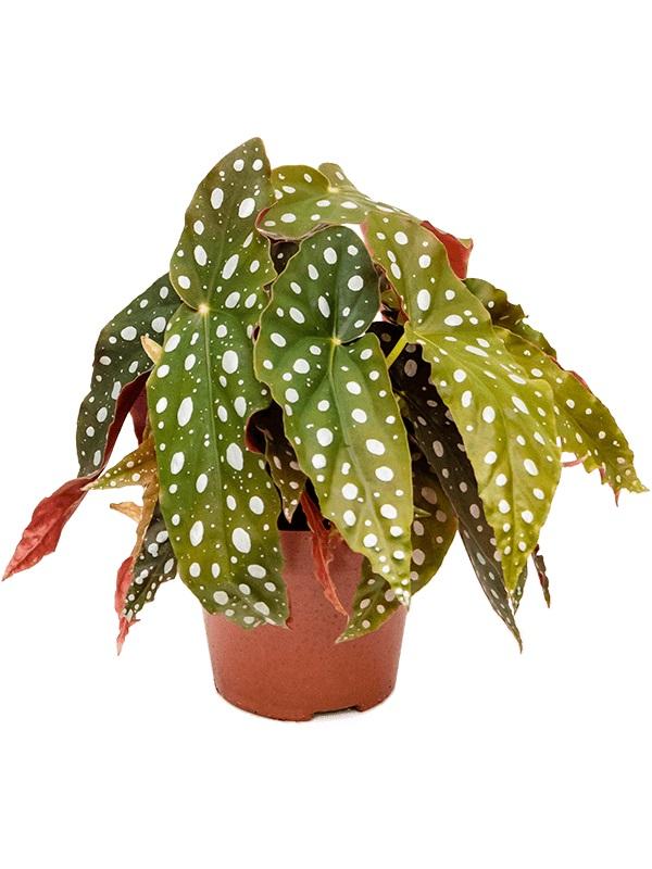 Plantenwinkel Begonia maculata stippenplant S kamerplant