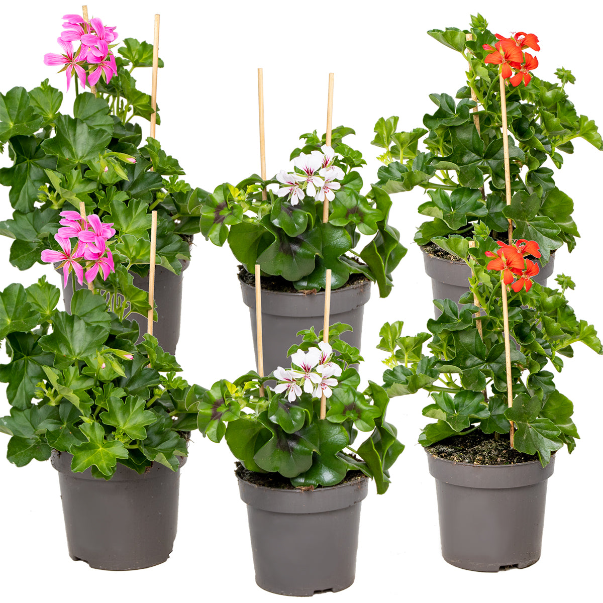 Bloomique - 6x Geranium Mix Hangend – ⌀10,5 cm - ↕15-20 cm