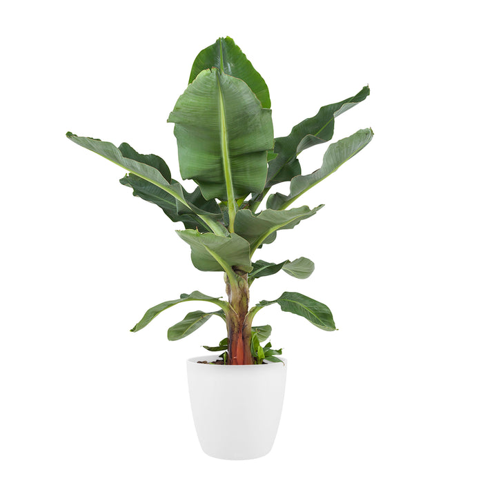 Flora@Home | Bananenplant in ELHO ® Pure Round (Wit)
