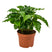 Bloomique - Koffieplant - Coffea Arabica - ⌀ 12 cm - ↕ 25 cm