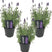 Bloomique - 3x Lavandula 'Ardèche' - Lavendel - ⌀12 - ↕20-25