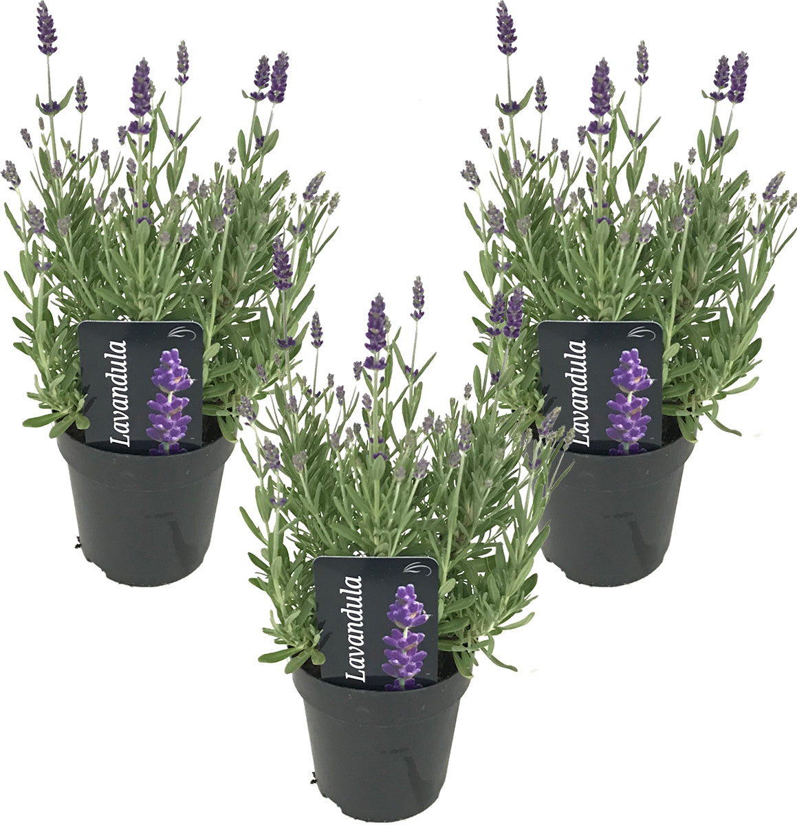 Bloomique - 3x Lavandula 'Ardèche' - Lavendel - ⌀12 - ↕20-25