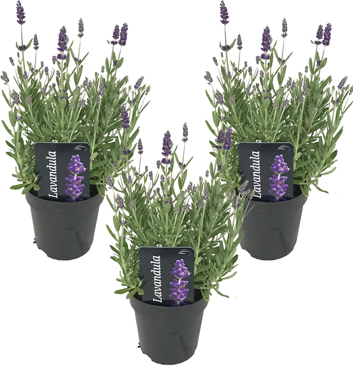 Bloomique - 3x Lavandula 'Ardèche' - Lavendel - ⌀12 - ↕20-25