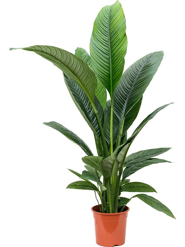 Plantenwinkel Lepelplant Spathiphyllum sensation S kamerplant