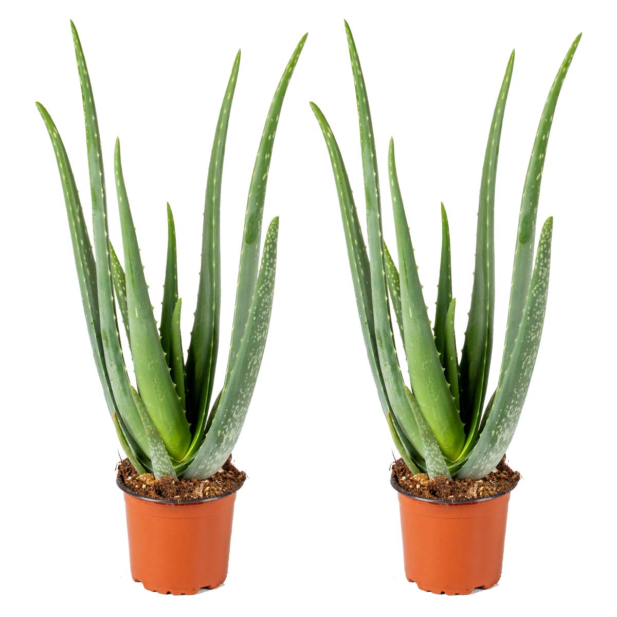 Bloomique - 2x Aloe Vera Barbadensis - Vetplant - ⌀12 cm - ↕35-40 cm