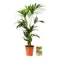 Pokon Kentia Palm incl. watermeter en voeding ↕110 cm