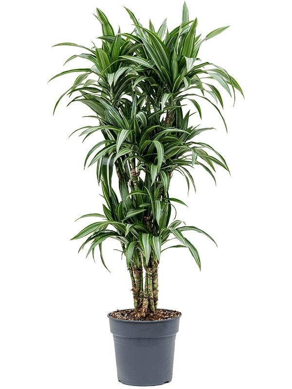 Plantenwinkel Dracaena Fragrans Ulises 150 cm kamerplant