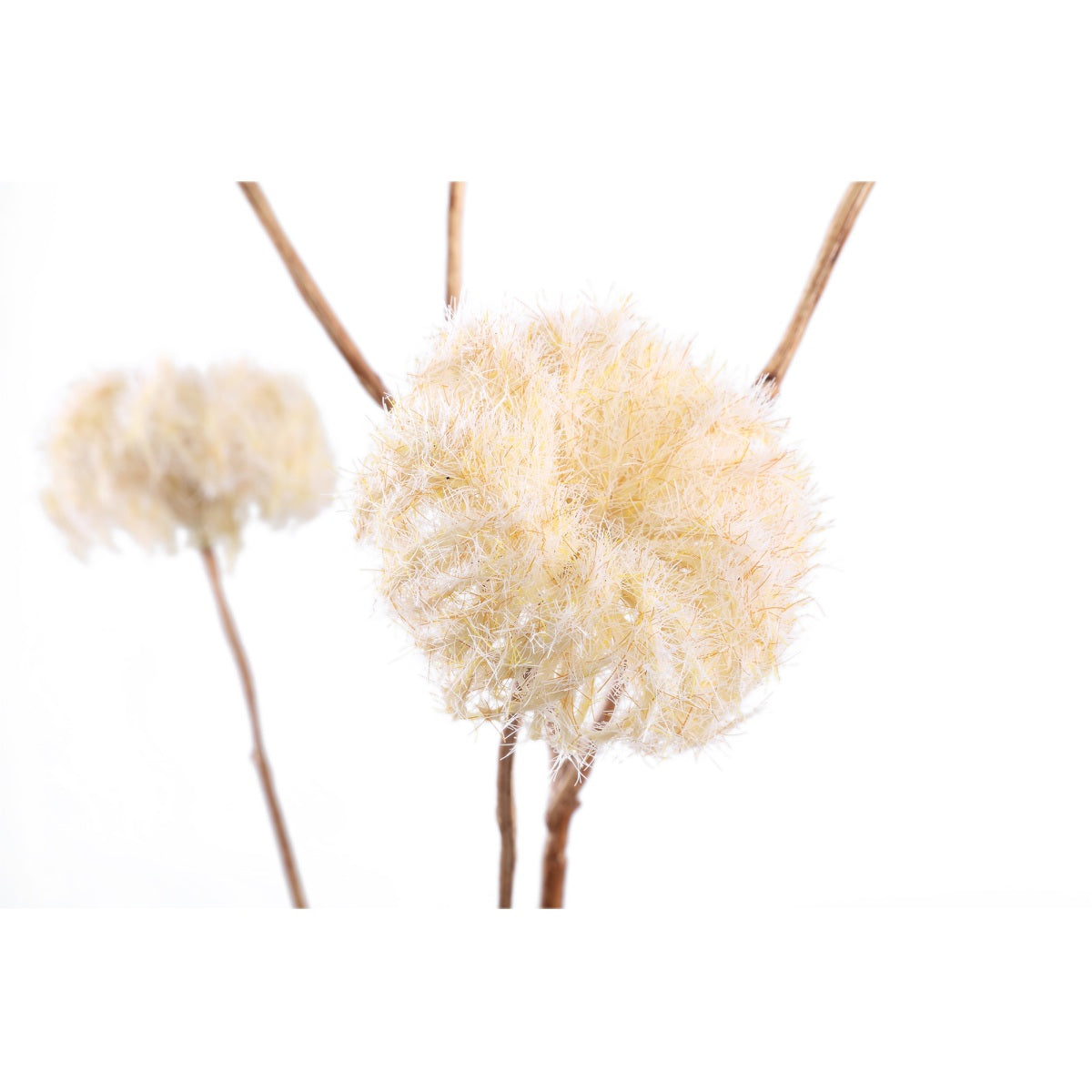 PTMD Gedroogde Clematis Droogbloem - 57x36x114 cm  - Kunststof - Créme