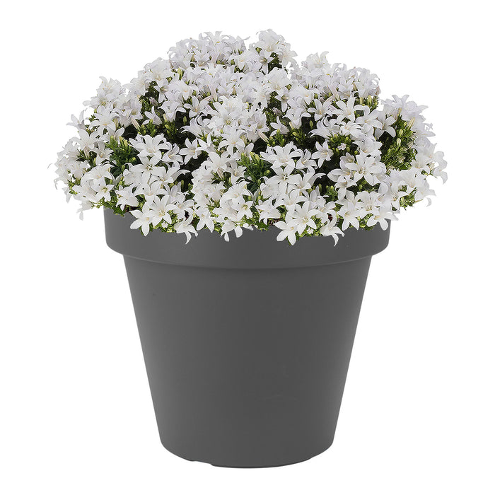 Prosperplast Bloempot - D20 x H18 cm - antraciet - kunststof