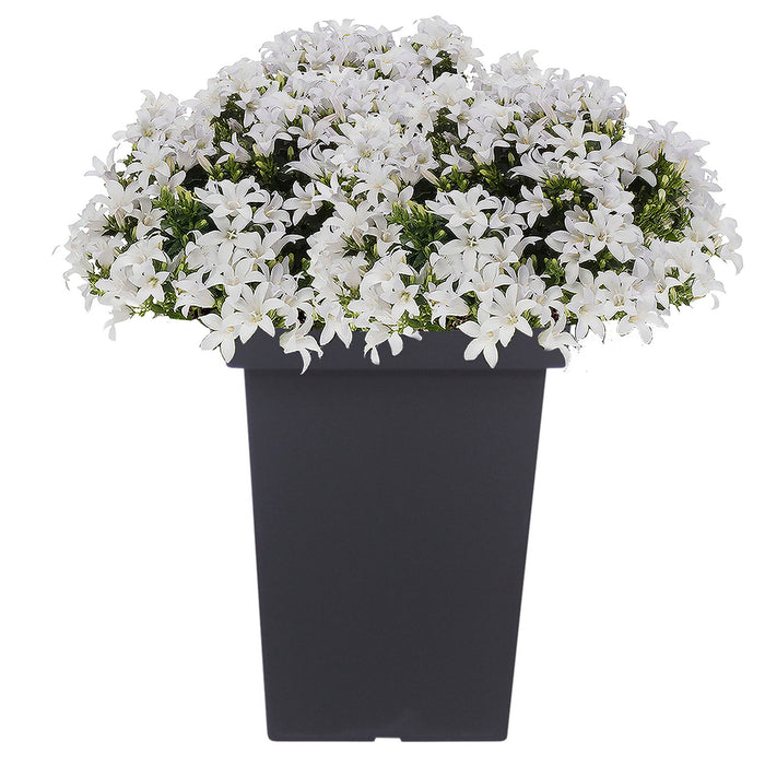 Prosperplast Bloempot - kunststof - antraciet - 23 x 35 cm