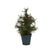 House Doctor Kerstboom, Pinus