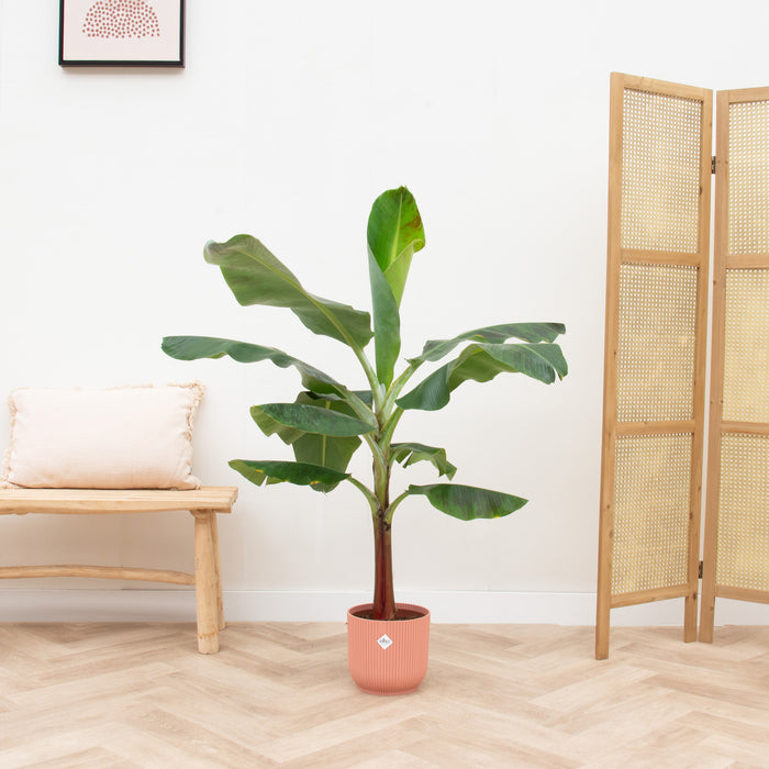 Bananenplant (Musa) + elho Vibes Fold Round roze Ø22 - 120cm