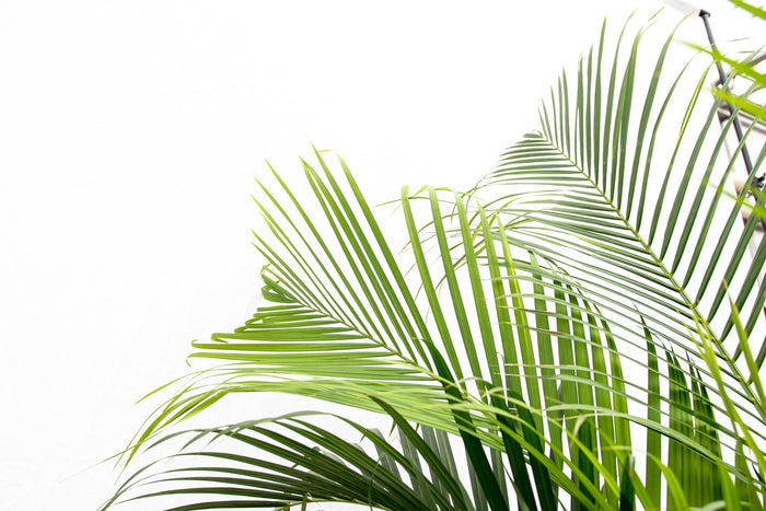 Dypsis Lutescens (Areca palm) + elho Vibes Fold Round roze Ø30 - 160cm