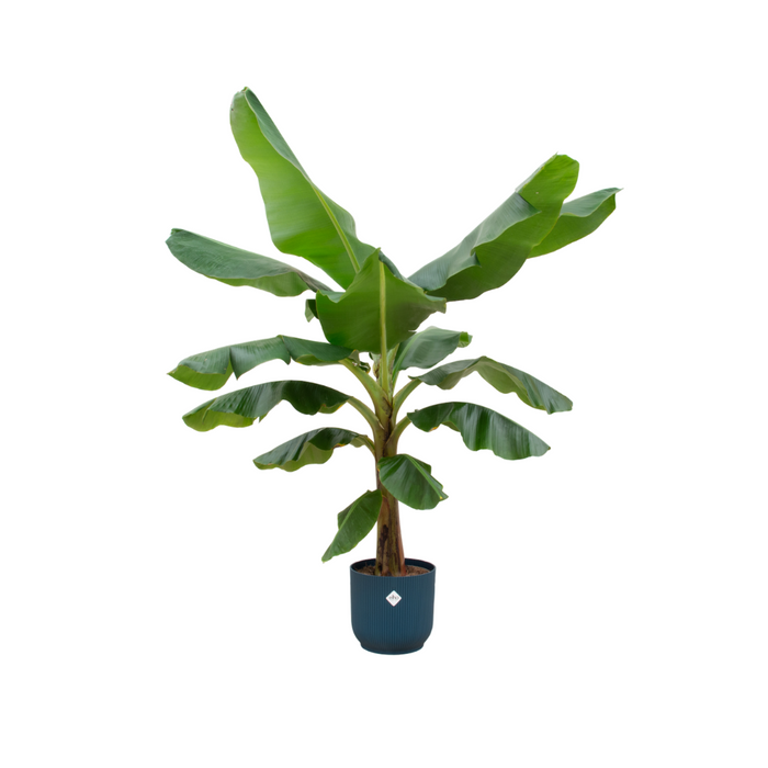 Bananenplant (Musa) + elho Vibes Fold Round blauw Ø30 - 180cm