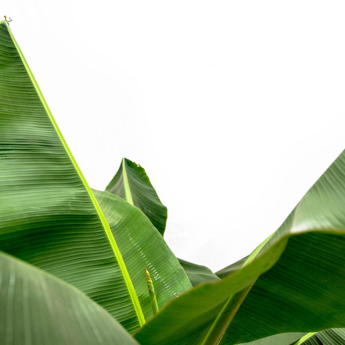 Bananenplant (Musa) + elho Vibes Fold Round blauw Ø30 - 180cm