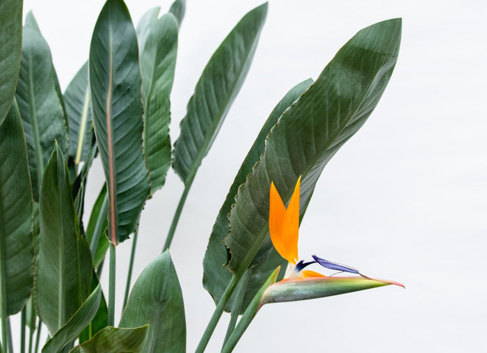 Green Bubble - Strelitzia Reginae + elho Pure Coupe zwart Ø41 - 190 cm