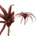 PTMD Succulent Tillandsia Pluk Kunstplant - 9 x 30 x 23 cm - Rood