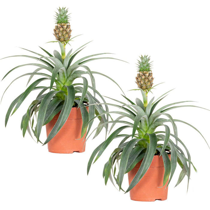 Bloomique - 2x Ananas comosus 'Mi Amigo' – Ananasplant – ⌀12 – ↕30-35