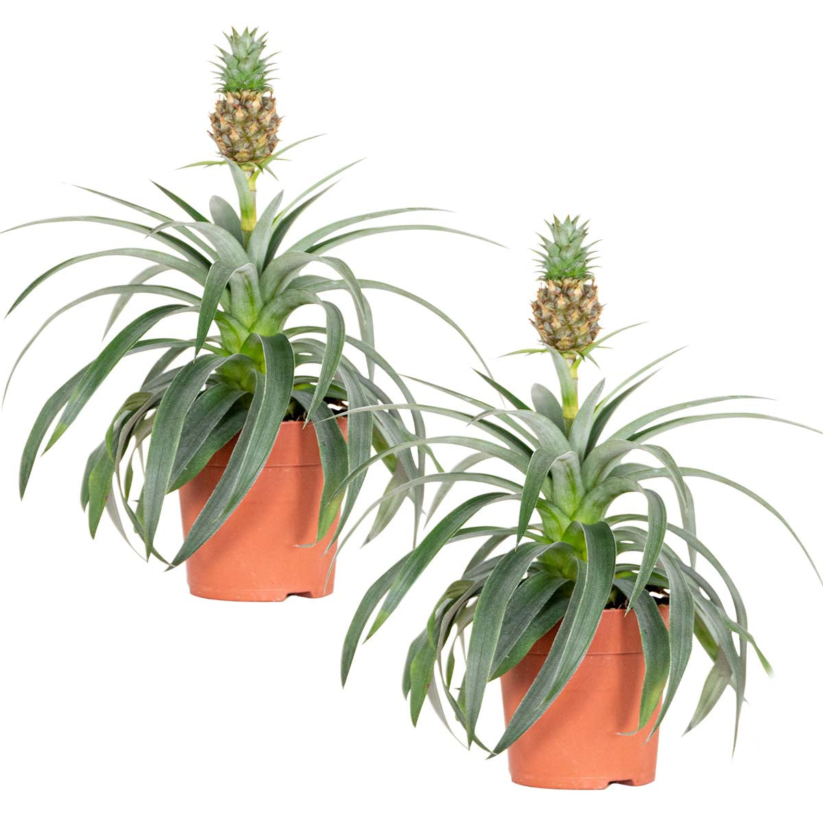 Bloomique - 2x Ananas comosus 'Mi Amigo' – Ananasplant – ⌀12 – ↕30-35
