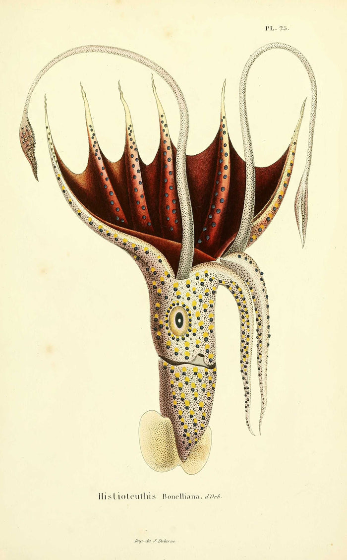 Moooi Carpets Umbrella Squid vloerkleed 350