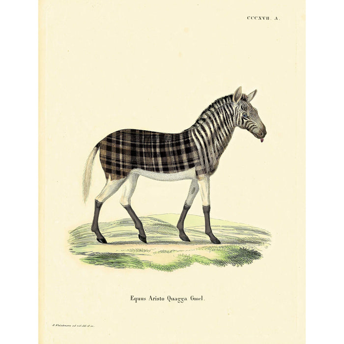 Moooi Carpets Aristo Quagga vloerkleed 200x300