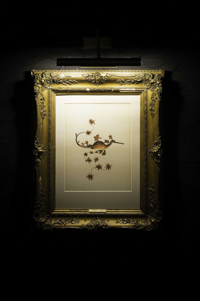 Moooi Carpets Blooming Seadragon vloerkleed 200x300