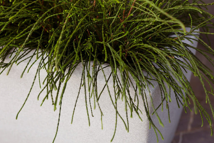 Capi Europe Bloembak rechthoek Arc Granite - 60x35x40 - Zwart