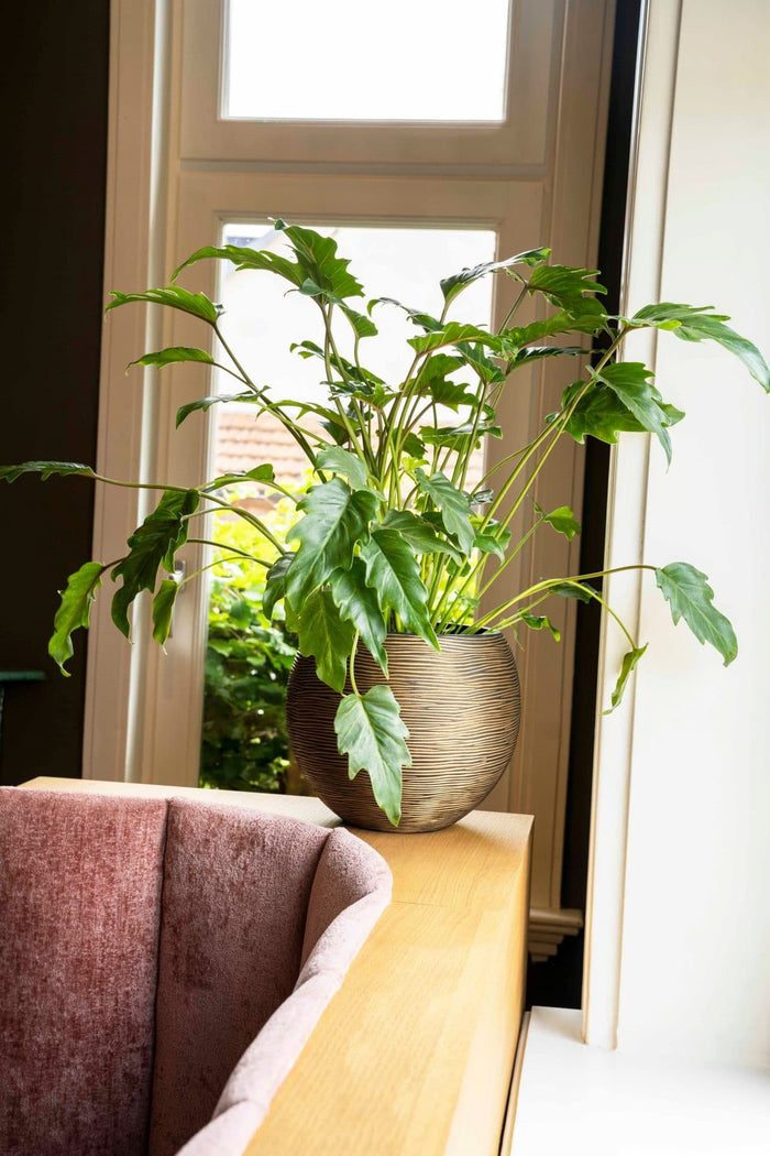 e039ce1a-f5c2-4edd-9d88-da1abbafea9b-afbeelding4.jpg (7804787) 