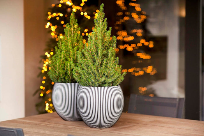 deb844b8-b2cc-493e-9d6e-c9b4056a699d-afbeelding3.jpg (7805498) 