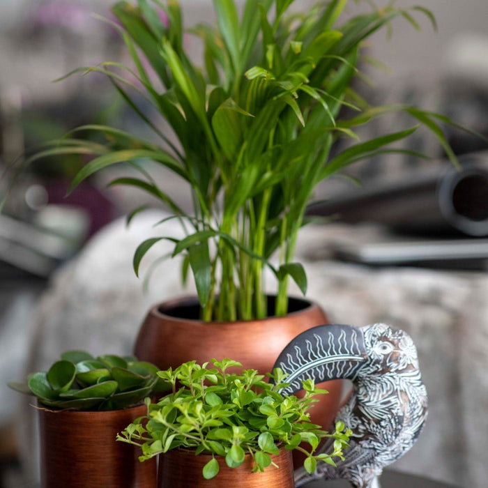 2aaff438-b985-4d33-8ddd-6b48d7c030db-afbeelding6.jpg (7818670) 