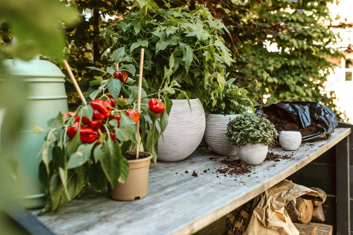 2cf8ad0a-203d-40d1-bfe9-23cf8305cf81-afbeelding4.jpg (7818684) 