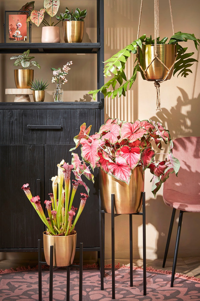 f9cb8e08-afee-4cb4-a75c-793450fff58c-afbeelding11.jpg (7892967) 