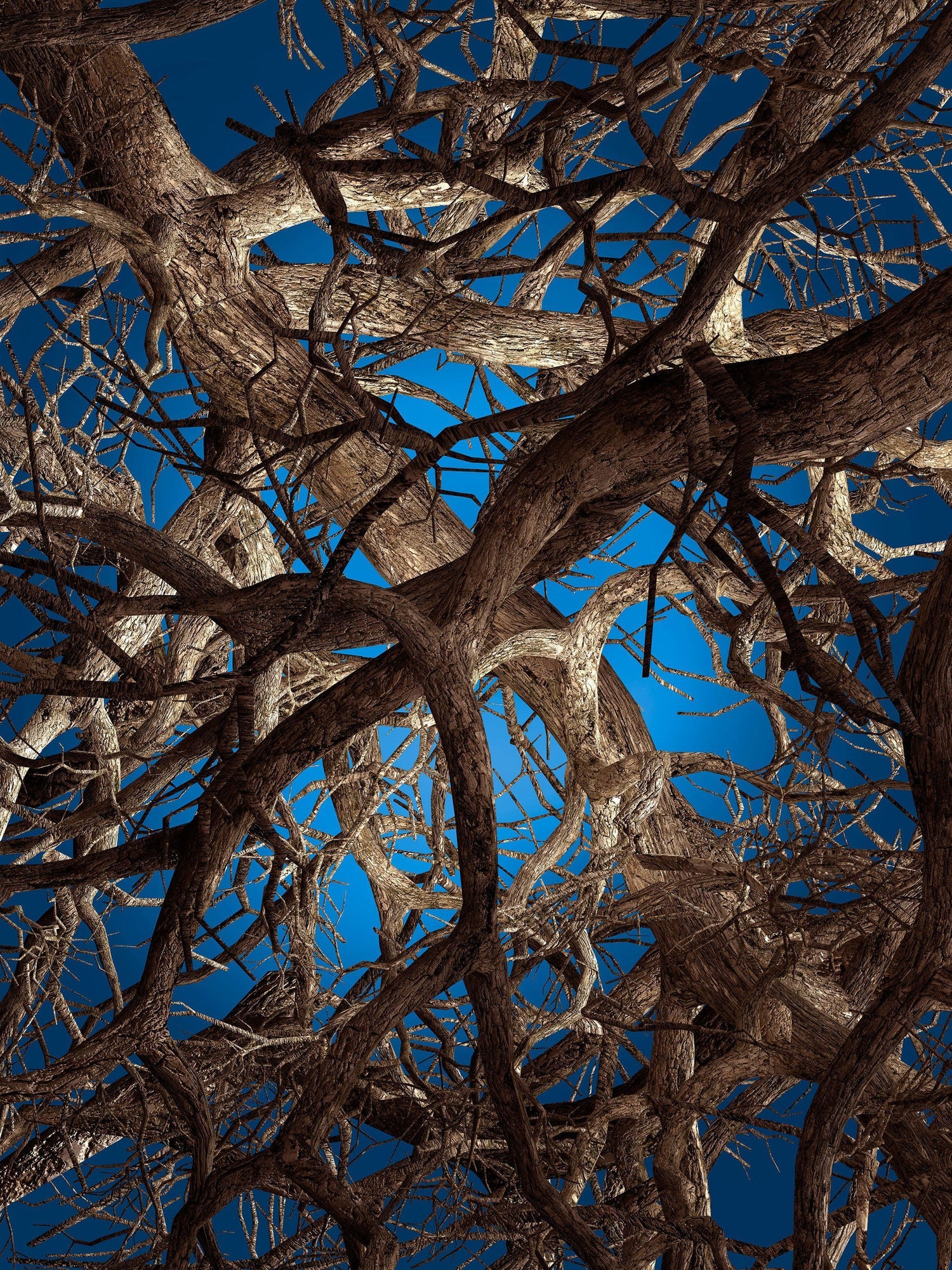 Moooi Carpets Liquid Maple vloerkleed 300x400