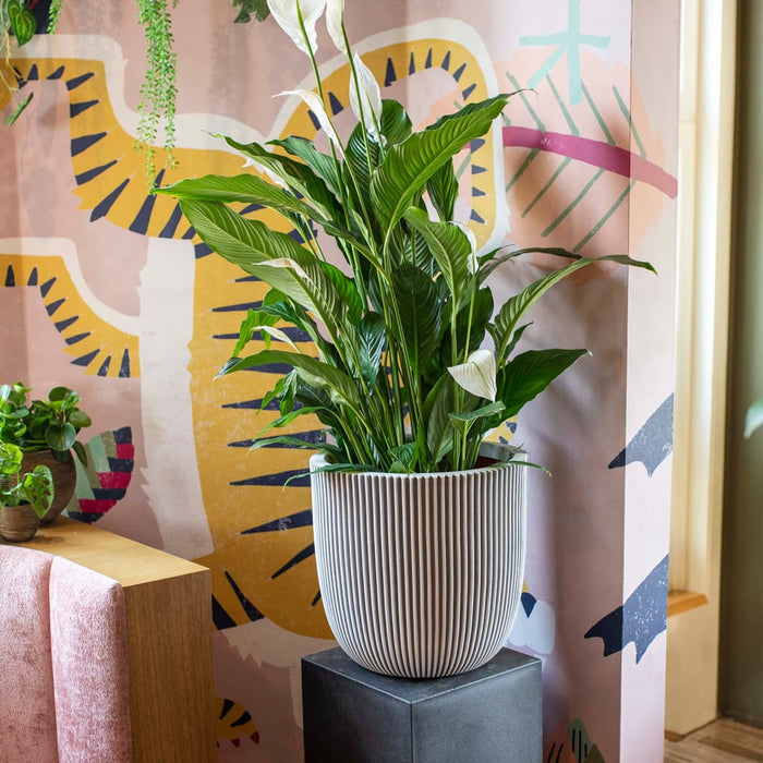 1739600c-6be7-4f7b-8429-d91df8e73da2-afbeelding8.jpg (7960717) 