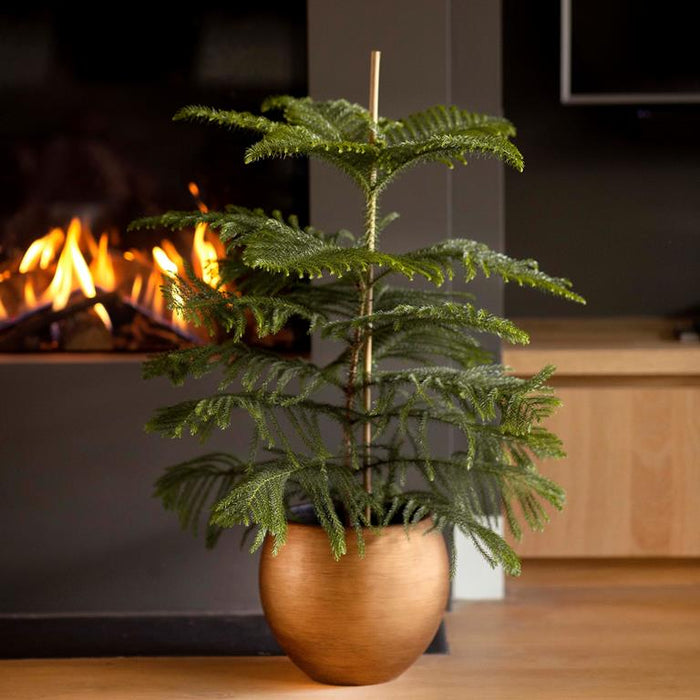 8bfb4d99-38e5-43c2-a50e-d1b7dba67b92-afbeelding4.jpg (8027720) 