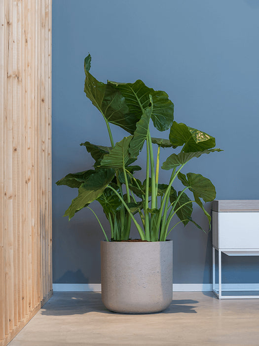 072aabf7-5edc-4838-aa2d-34fb12f2d022-afbeelding3.jpg (8153045) 