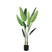 PTMD Tree Green leaf ravenala in black pot S