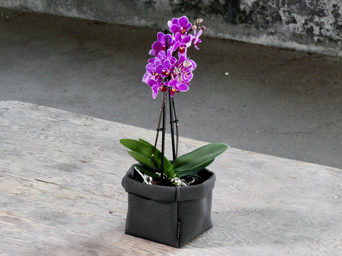 76e5fab8-a35e-45ef-9405-9ea527f210be-afbeelding8.jpg (8335522) 