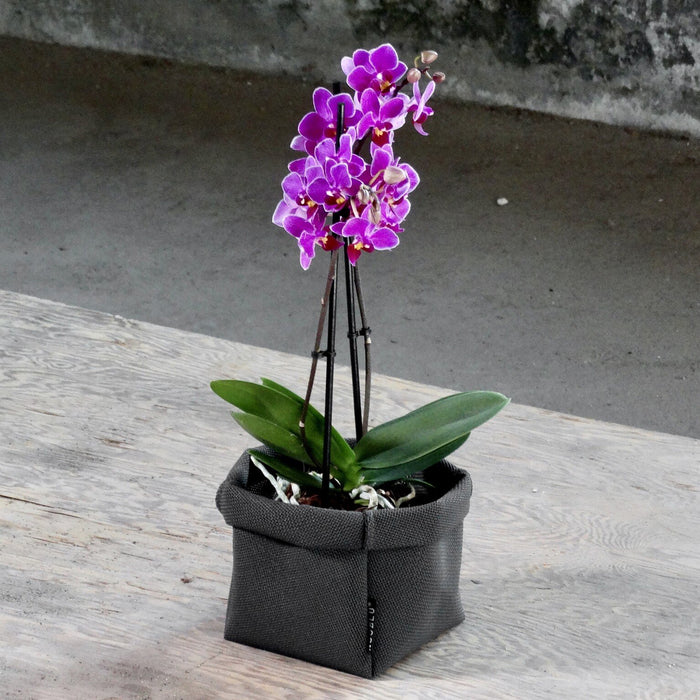 3aff45c7-bea8-45bd-8e67-7c3eb1efcb9b-afbeelding8.jpg (8336546) 